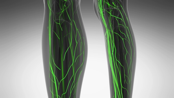 Human Body with Glow Blood Vessels alt