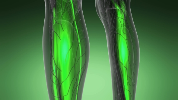 Human Muscle Anatomy alt