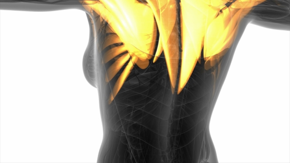 Human Muscle Anatomy alt