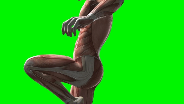 Human Muscle Anatomy alt