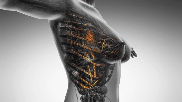 Human Body with Glow Blood Vessels alt