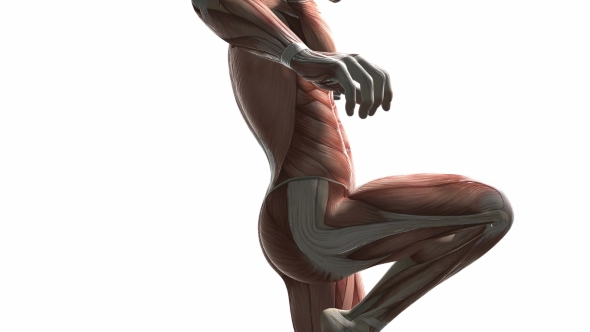 Human Muscle Anatomy alt
