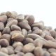 Pine Nuts in Bulks - VideoHive Item for Sale