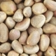 Pine Nuts in Bulks - VideoHive Item for Sale