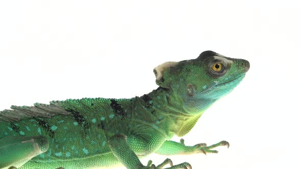 Green Basilisks or Basiliscus Basiliscus on White Background