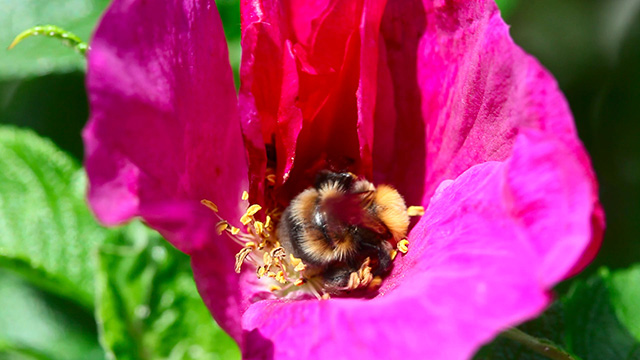 Working bumblebee 6