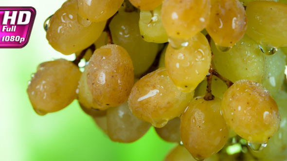 Autumn Mature Grapes