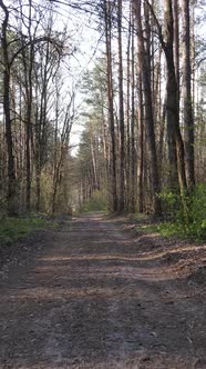 Vertical Video of a Road in the Forest Slow Motion