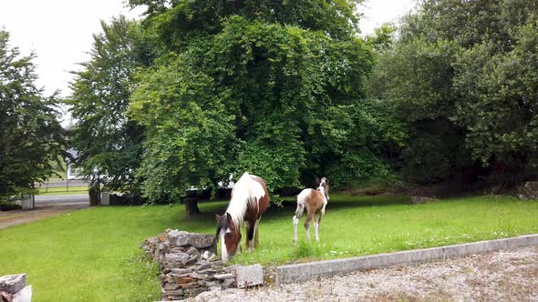 Horses Visiting Garden Ion Ireland  Mare and Freshly Born Baby Horse