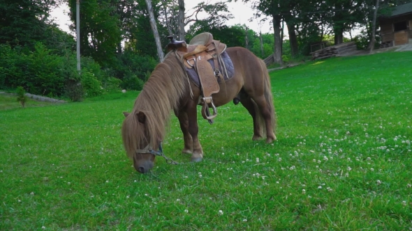 Brown Horse Pony with a Big Mane