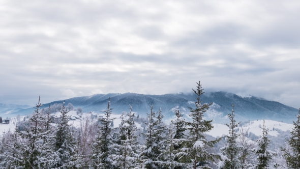 Winter Carpathian Landscape with Christmas Trees in the Snow