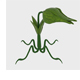 Cartoon Munch Plant - 3DOcean Item for Sale
