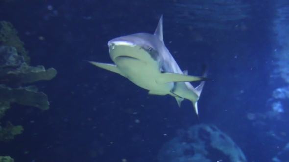 Approaching Grey Reef Shark, Coral Reef Environment.