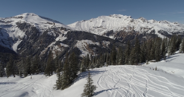 Aerial View of the Fir Forest in Mountains