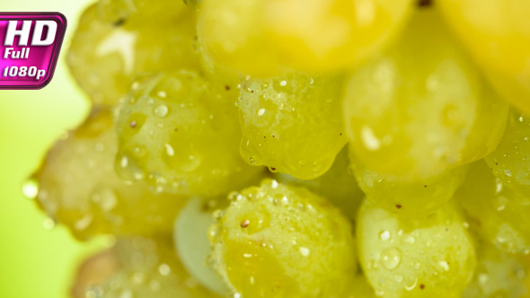 Vineyards Covered with Dewdrops