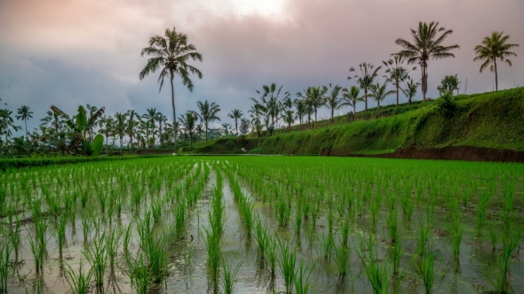 Clouds Over a Young Rice Field on Bali Island, Indonesia
