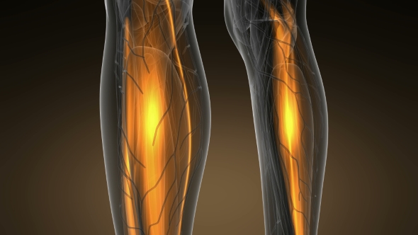 Human Muscle Anatomy alt