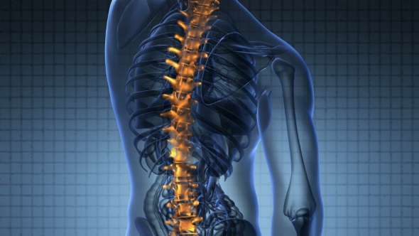 Backache in Back Bones alt