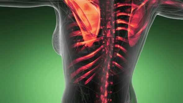 Human Body with Visible Skeletal Bones alt