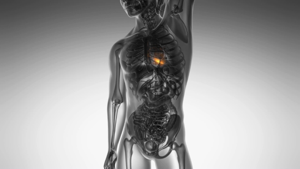 Anatomy Scan of Human Heart alt