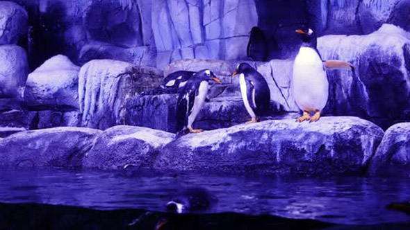 Penguins in Water