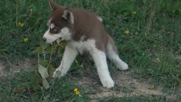 A Puppy of Husky Walks on the Nature