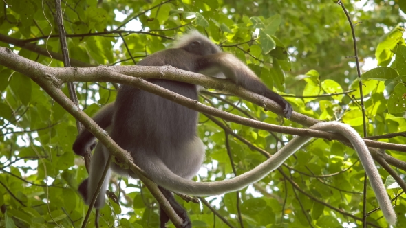 Dusky Leaf Monkey, Langur on Tree Eating Green Leaves and Watching Down, Railay, Krabi, Thailand