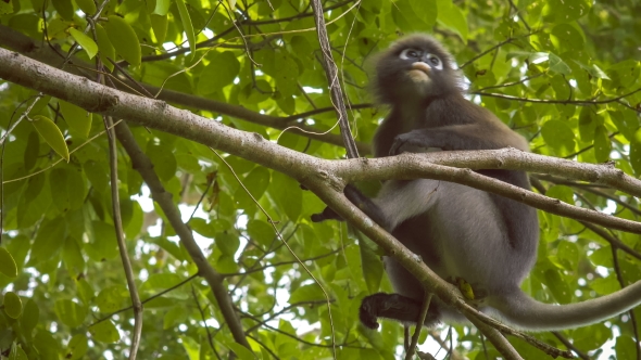 Dusky Leaf Monkey, Langur on Tree Eating Green Leaves and Watching Down, Railay, Krabi, Thailand