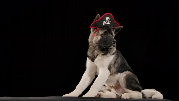 American Akita Sits Relaxed and Looks Back in the Studio Against a Black Background in Slow Motion