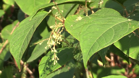 Knotweed Reynoutria and Fallopia Japonica, Invasive and Expansive Species of Dangerous Plants