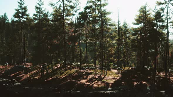 Nordic Pine Forest in Evening Light