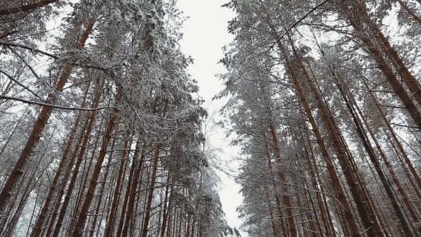 View on the Tops of Snowy Trees