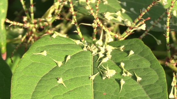 Knotweed Reynoutria and Fallopia Japonica, Invasive and Expansive Species of Dangerous Plants