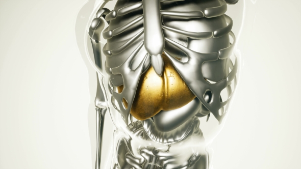 Human Liver Model with All Organs and Bones alt