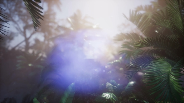 Sunset Beams Through Palm Trees alt