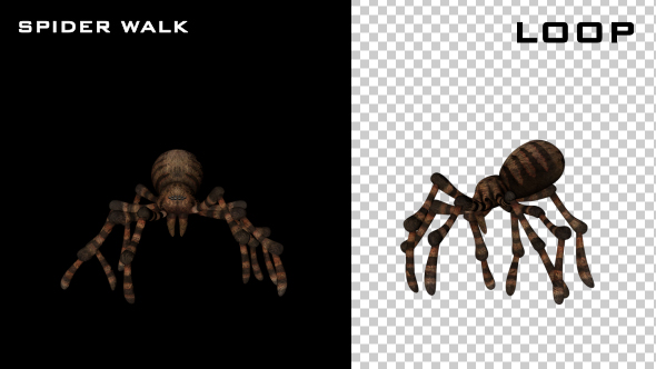 Spider Walk Animations