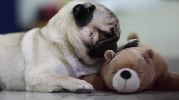 Dog pug breed licking nose lying with doll feeling so happiness and comfortable