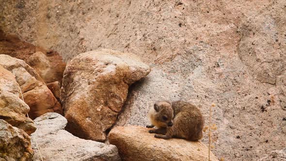 Rock hyrax in Kruger National park, South Africa