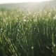 Morning Dew Shining Brightly on the Green Mountain Grass Coziness, Harmony, Nature Beauty Camera - VideoHive Item for Sale