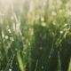 Shining Morning Dew on Green Grass Freshness, Harmony, Nature Beauty Joy of Life, Beautiful - VideoHive Item for Sale