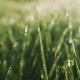 Morning Dew on Bright Sunlight Sunrise, Drops of Dew Tranquil, Relaxed Atmospher - VideoHive Item for Sale