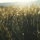 Shining Morning Dew on Green Mountain Grass Nature Beauty, Landscape Feeling Fresh, Blooming - VideoHive Item for Sale