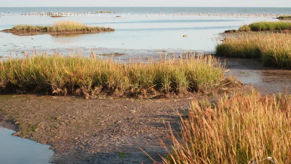 migratory waterbirds intertidal Wadden Sea Strieper Kwelder high tide refuge