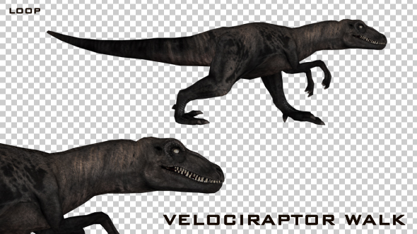 Dinosaur - Velociraptor Walk Animation