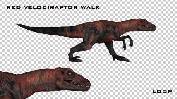Dinosaur - Red Velociraptor Walk Animation