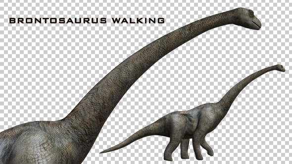 Dinosaur - Huge Brontosaurus Walking