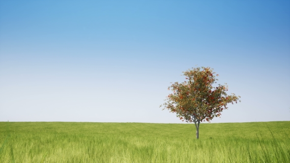 Single Tree and Green Field on Clear Sky