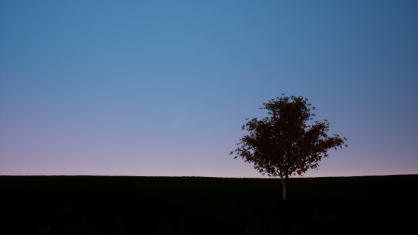 Silhouette of Single Tree on Dusk Sky alt