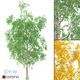 Birch Tree 3d Model No 1 (3 Seasons) - 3DOcean Item for Sale