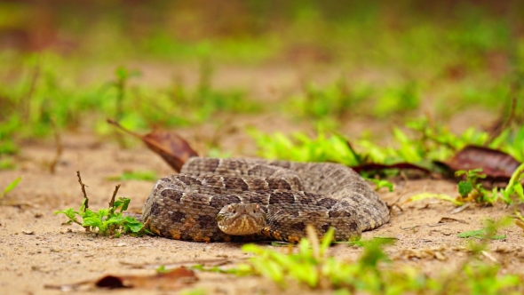 Brazilian Jararaca Highly Dangerous Snake with Ticks